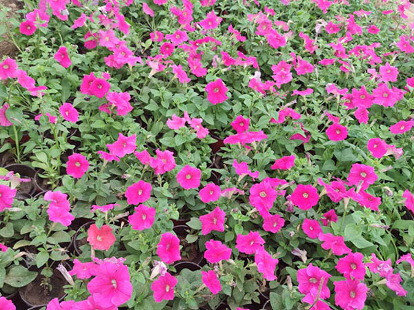 牽?；?></div>
						<div   id=